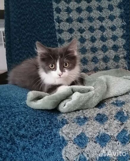 Котик в добрые руки