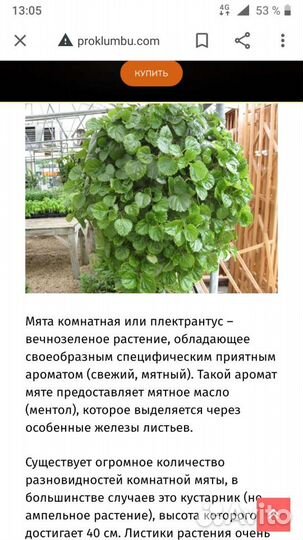 Домашняя мята