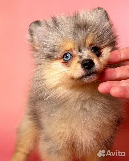 Девочки померанского шпица