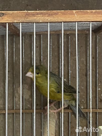 Кенара и канарейки