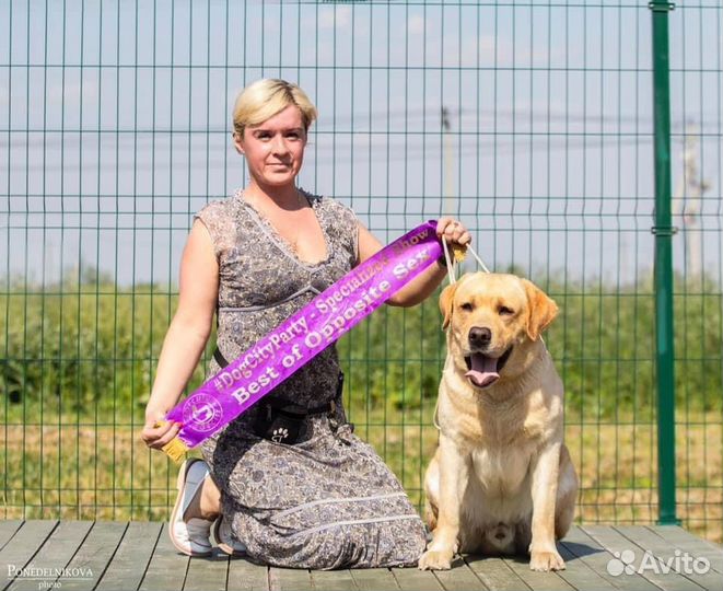 Профессиональный Хендлер, дрессировка, фитнес