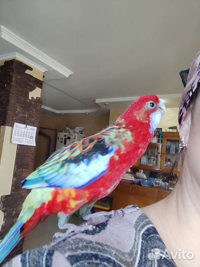 Попугай розелла