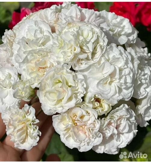 Сортовые пеларгонии