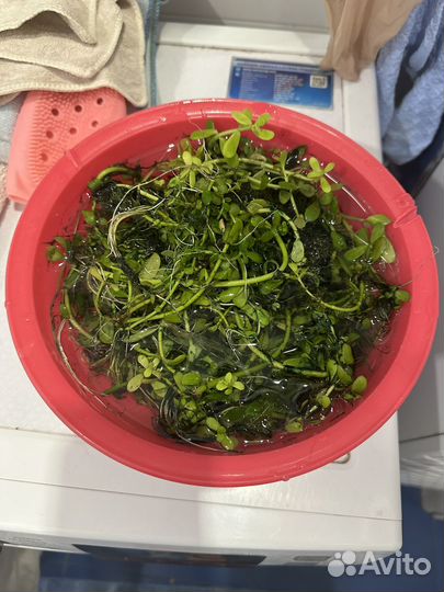 Растения для аквариума бесплатно