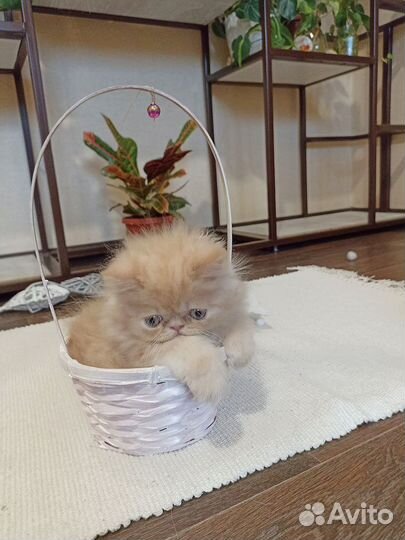 Персидские котята