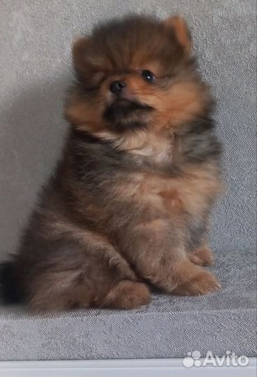 Померанский шпиц мини