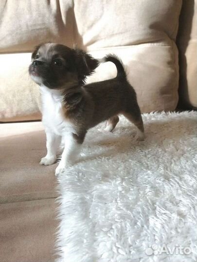 Вязка чихуахуа