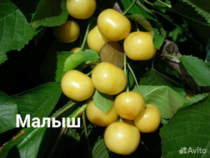 Черешня разные сорта зкс