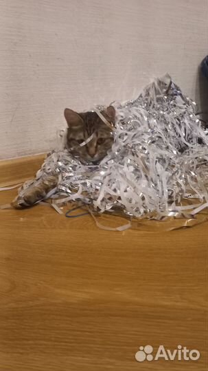 Отдам в добрые руки кошку