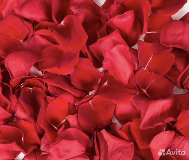 Лепестки роз