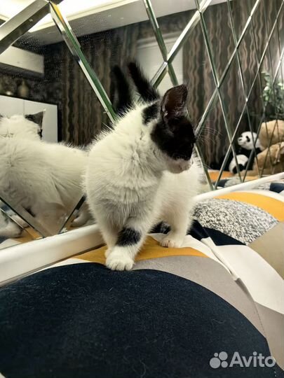 Красивый котёнок в добрые руки