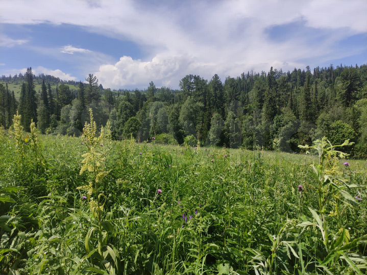 Участок 9,07 га (СНТ, ДНП)