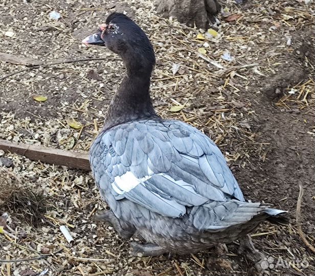 Селезень индоутки