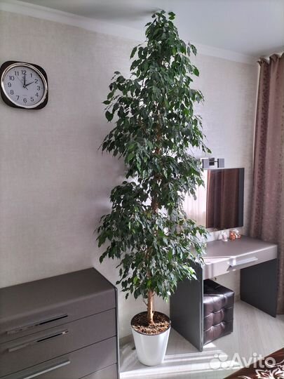 Фикус бенджамина