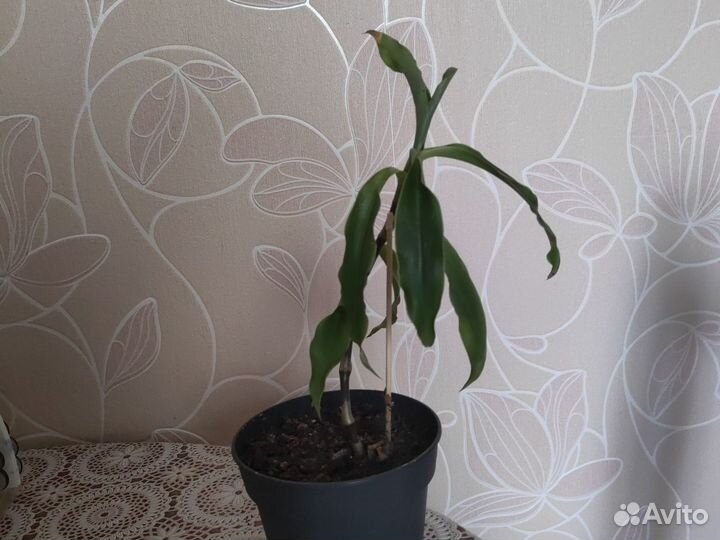 Золотой ус
