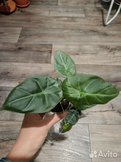 Алоказия Регал Шилдс