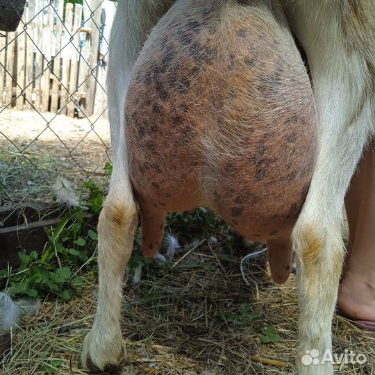 Козочки и козы