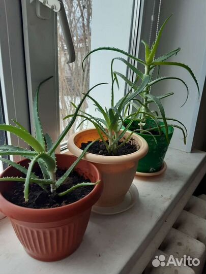 Алоэ с горшком