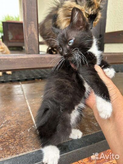 Котики бесплатно
