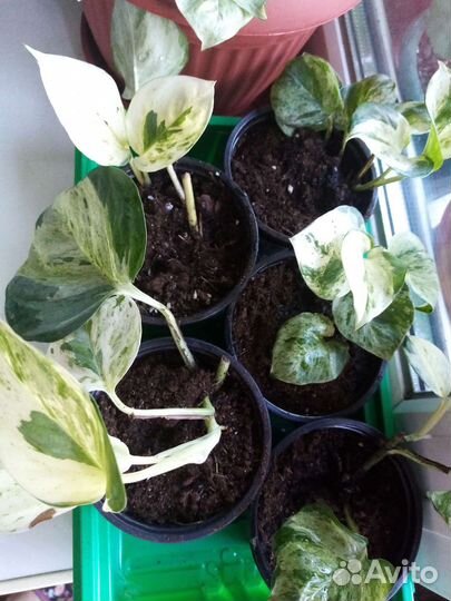 Сциндапсус хеппи лиф