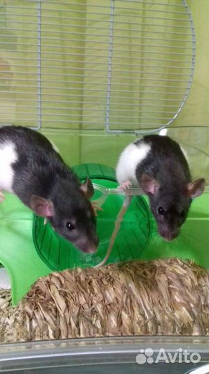 Ветеринарный врач