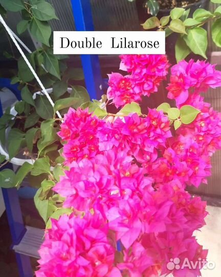 Сортовые бугенвиллеи