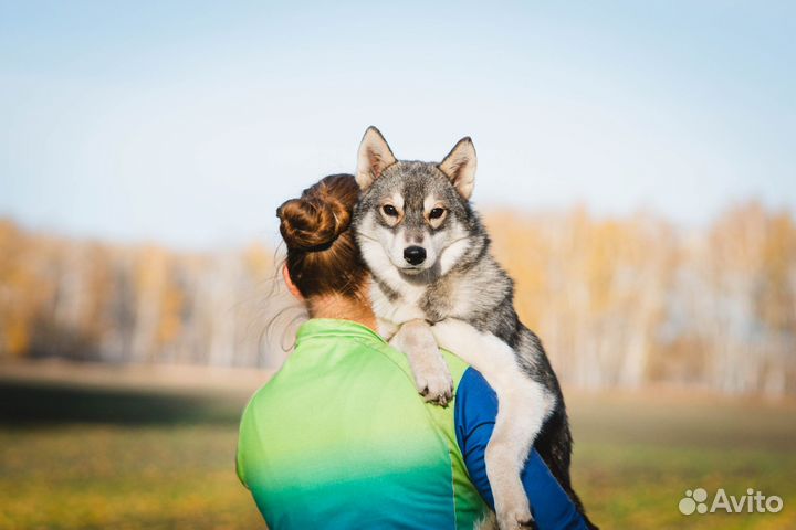 Кобель окрас агути