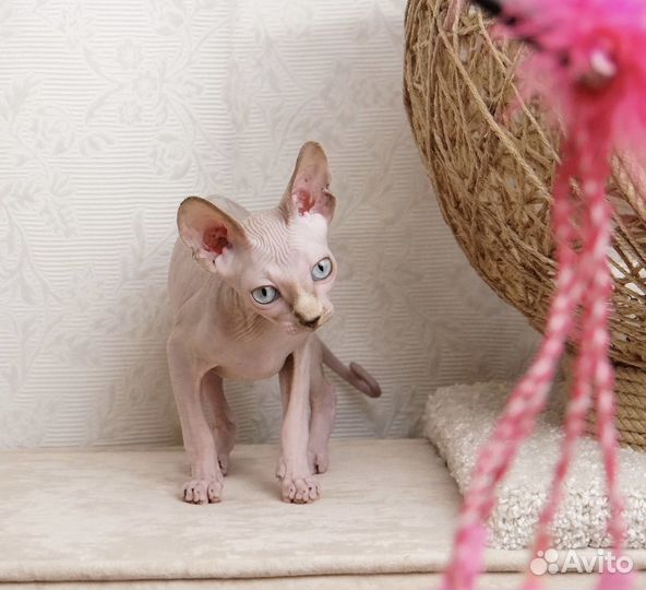 Канадский сфинкс котята