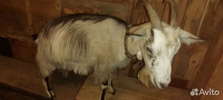 Коза дойная
