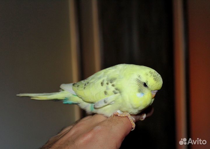 Волнистый попугай, ввп чех