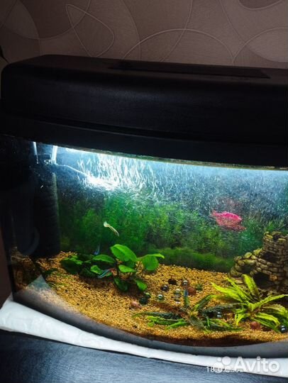 Аквариум понарамный под ключ на 50 л