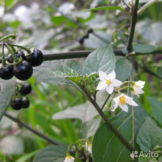 Паслен садовый Санберри (канадская черника)