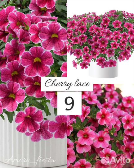 Рассада калибрахоа