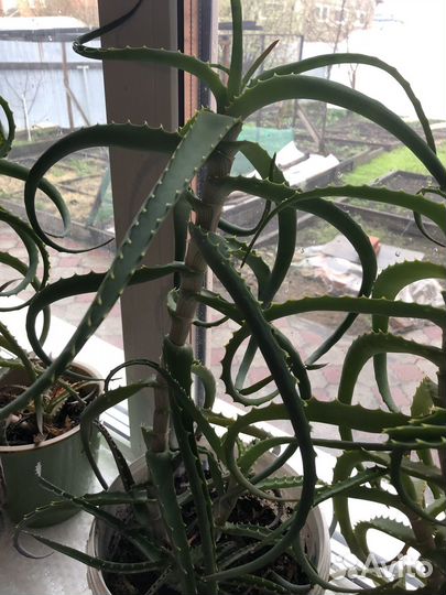 Комнатные цветы алое