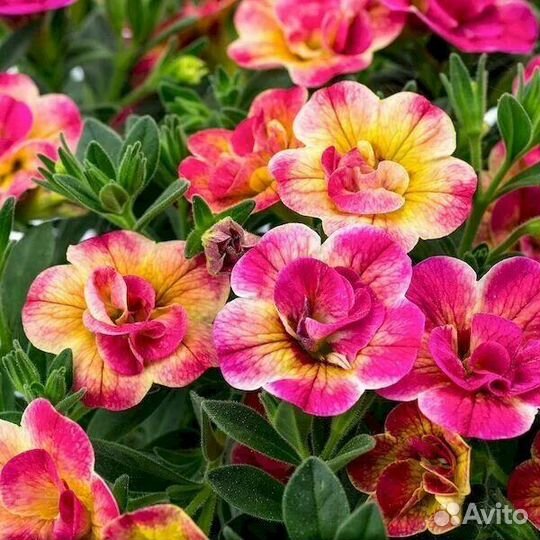 Калибрахоа рассада