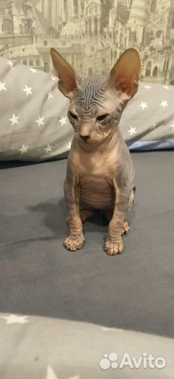 Донской сфинкс