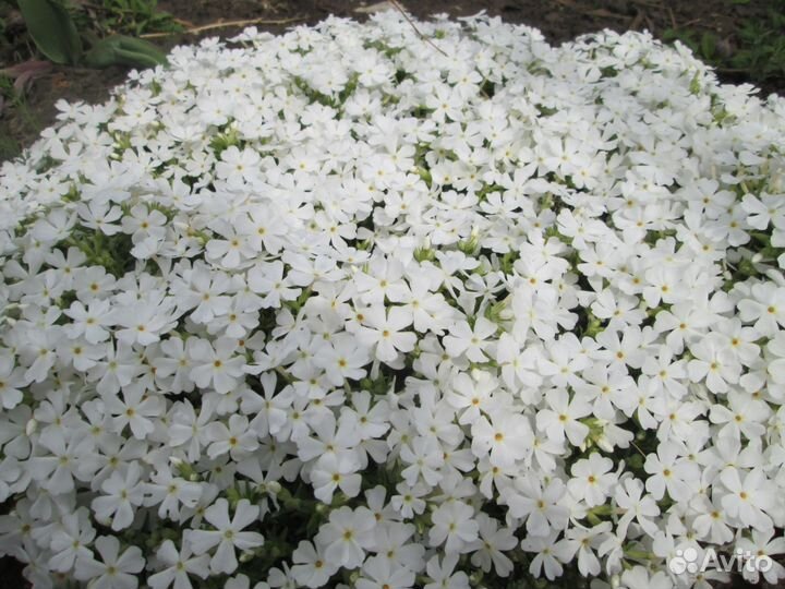 Саженцы. Растения