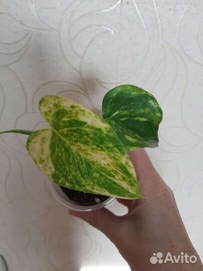 Эпипремнум