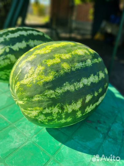 Продажа арбуза