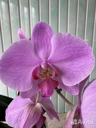 Орхидея фаленопсис