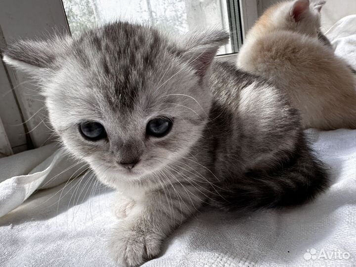 Британские котята