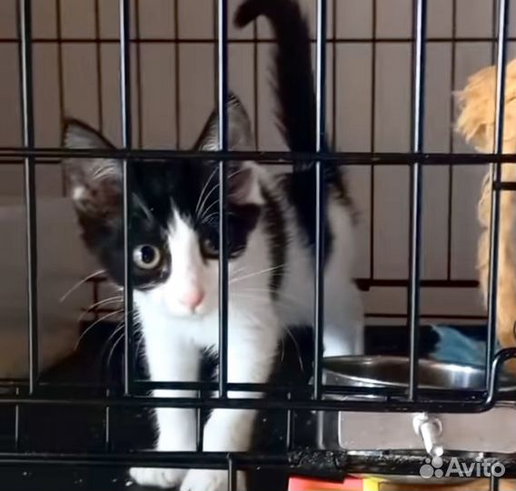 Котята бесплатно девочки черно-белые
