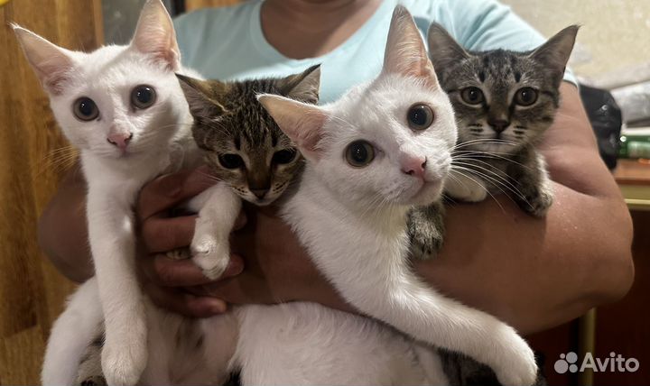 Котята в добрые руки