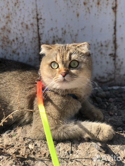 Кошка (золотая шиншилла) вязка