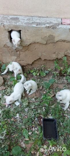 Котята разных возрастов