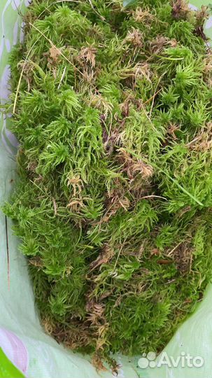 Мох сфагнум