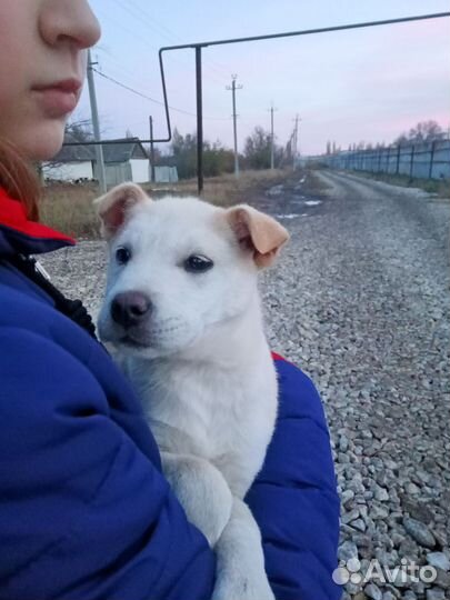 Щенок в добрые руки