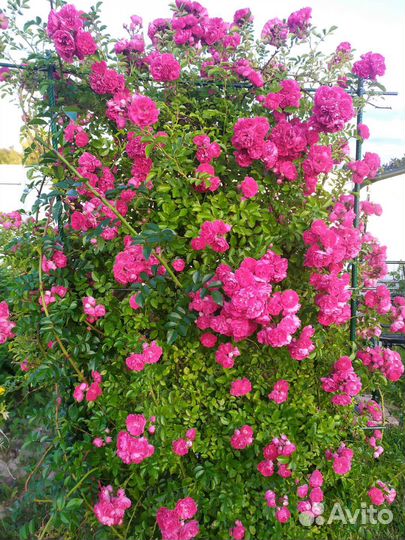 Роза почвопокровная