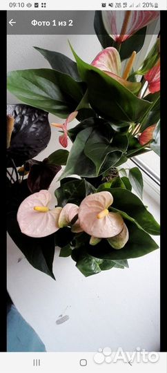 Анториум спирт