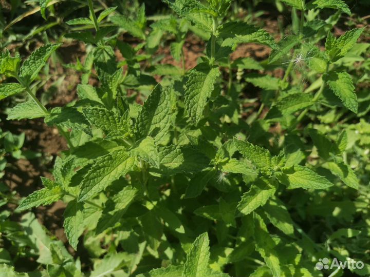 Сортовая мята с ароматами шоколада, банана и др